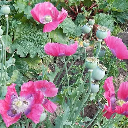 De Tuin Agatha Kortessem