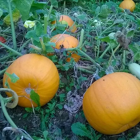 شقة De Tuin Agatha