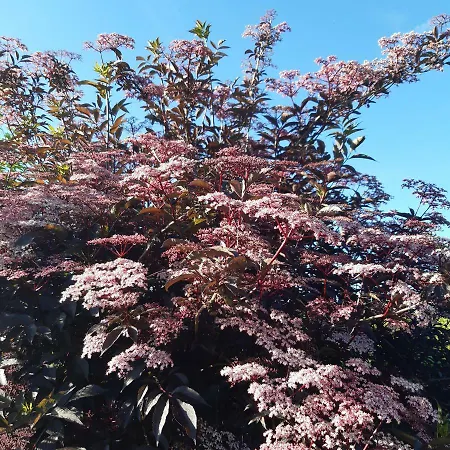 De Tuin Agatha